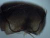 Osmia caerulescens